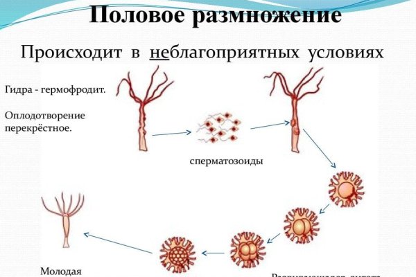 Кракен шоп krakenweb site